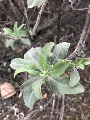 Salvia apiana × mellifera