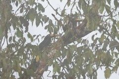 Pteroglossus pluricinctus