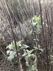Salvia apiana × mellifera