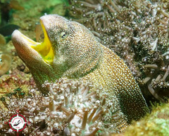 Gymnothorax nudivomer