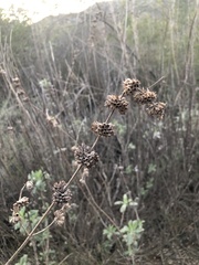 Salvia apiana × mellifera
