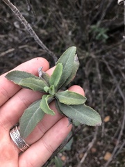 Salvia apiana × mellifera