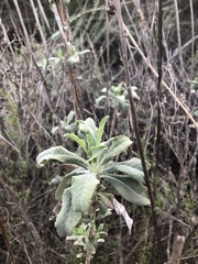 Salvia apiana × mellifera