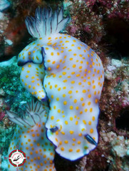 Hypselodoris