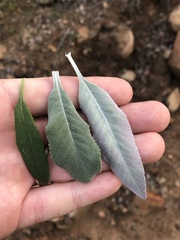 Salvia apiana × mellifera