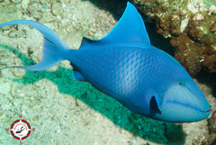 Odonus niger
