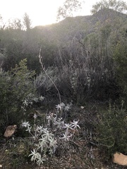 Salvia apiana × mellifera