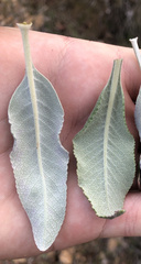 Salvia apiana × mellifera