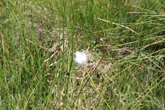 Eriophorum vaginatum