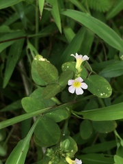 Oxalis barrelieri