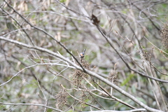 Aegithalos concinnus