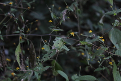 Hymenostephium tenue