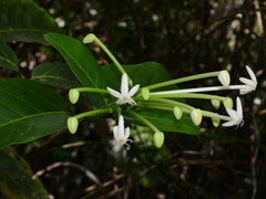 Posoqueria latifolia