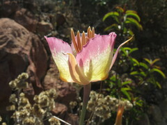 Calochortus plummerae