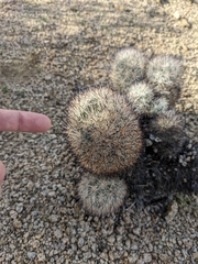 Escobaria alversonii