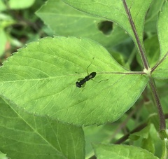 Odontomantis planiceps