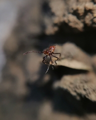 Leptoglossus chilensis