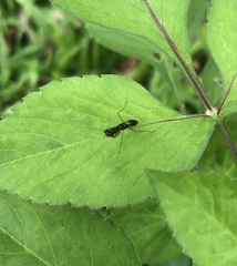 Odontomantis planiceps