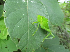 Stilpnochlora
