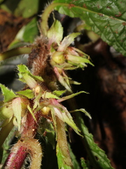 Nautilocalyx biserrulatus