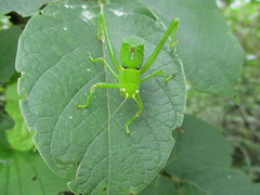 Stilpnochlora