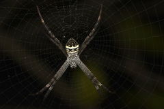 Argiope aetherea