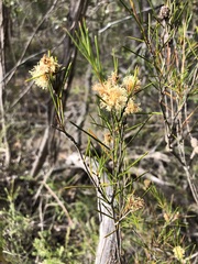 Melaleuca uncinata