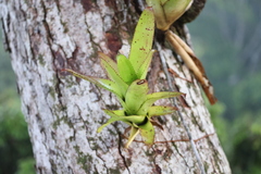 Bromeliaceae