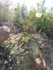Calochortus plummerae