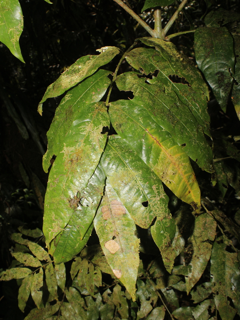 Alfaroa williamsii