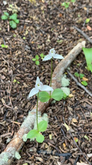 Codonorchis lessonii