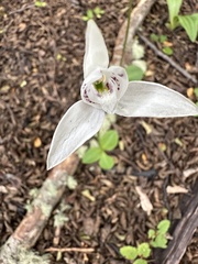 Codonorchis lessonii