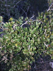 Cercocarpus minutiflorus