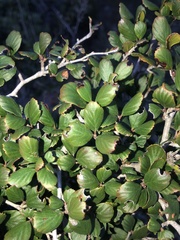 Cercocarpus minutiflorus