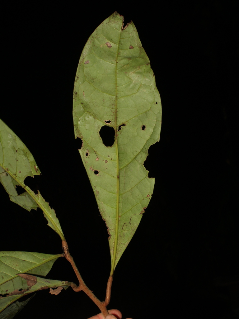 Aniba venezuelana