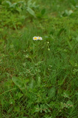 Erigeron philadelphicus