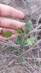 Clematis pauciflora