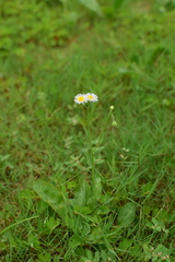 Erigeron philadelphicus