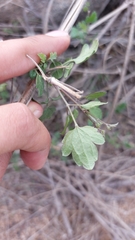 Clematis pauciflora