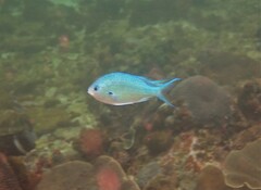 Chromis atripectoralis