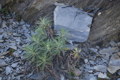 Artemisia morrisonensis