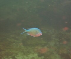 Chromis atripectoralis
