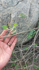 Clematis pauciflora