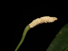 Stenospermation angustifolium