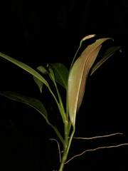 Stenospermation angustifolium