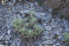 Artemisia morrisonensis