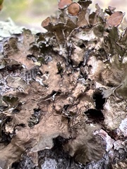 Tuckermanopsis orbata