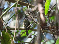 Leptopogon superciliaris