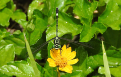 Austrogomphus amphiclitus