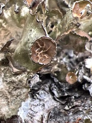 Tuckermanopsis orbata